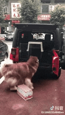 Dog Fits In Fit In GIF - Dog Fits In Fit In Fat Dog GIFs