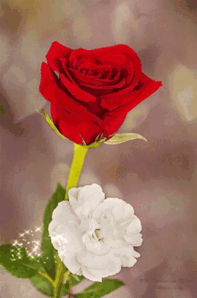 Rose Flowers GIF - Rose Flowers GIFs