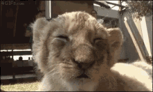 Niqabi Butterfli Lion Baby GIF - Niqabi Butterfli Lion Baby Cub GIFs