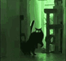Evil Cat GIF - Evil Cat Evil Cat GIFs
