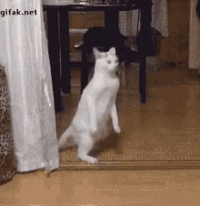 Cat Walking Upright GIF - Cat Walking Upright Forgot How Tocat GIFs