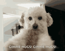 Dog Hugs GIF - Dog Hugs Puppy GIFs