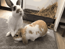 Bunny Rabbit GIF - Bunny Rabbit Bunneh GIFs