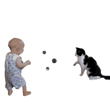 catch the bubble the pet collective playing with bubbles pop the bubbles playing with the cat