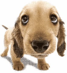 Waggy Dog GIF - Waggy Dog Cute GIFs
