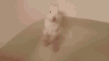 bunny bath
