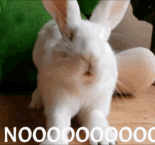 Bunny Frustrated GIF - Bunny Frustrated Nooo GIFs