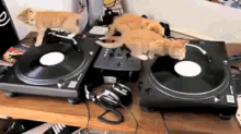 Dj Cats. GIF - Cats Dj Disk Jockey GIFs