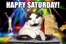 Happy Saturday GIF - Saturday Cats Dance GIFs