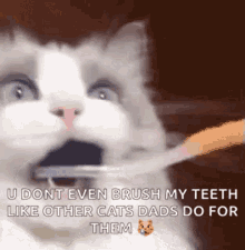 Toothbrush Cat GIF - Toothbrush Cat GIFs