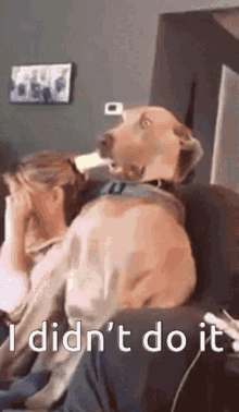 Dogs Scared GIF - Dogs Scared Omg GIFs