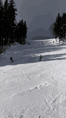 skiing snow winter cold skiing snow winter cold