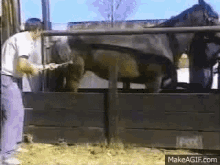 Horse Kick GIF - Horse Kick Fail GIFs