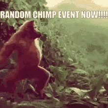 Monkey Random Chimp Event Now GIF - Monkey Random Chimp Event Now Party GIFs