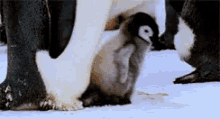Penguins Animals GIF - Penguins Animals Walking GIFs