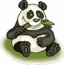 panda eating