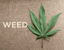 Weed Dope GIF - Weed Dope Gras GIFs