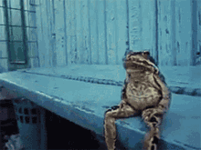 Frog Sitting GIF - Frog Sitting GIFs