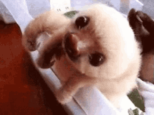 What Do We Have Here? GIF - Sloth Baby GIFs