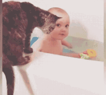 cat baby come here bath