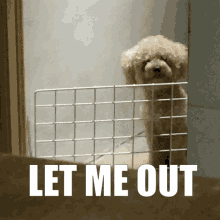 comet dog toy poodle cute dog let me out locked dog
