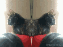 double take gif cats gif crazy cat cats love love my cat