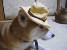 Dog Shiba Inu GIF - Dog Shiba Inu Doggo GIFs