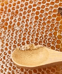 Honey Honey Comb GIF - Honey Honey Comb Satisfying GIFs
