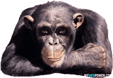 69876 Monkey GIF - 69876 Monkey Wink GIFs