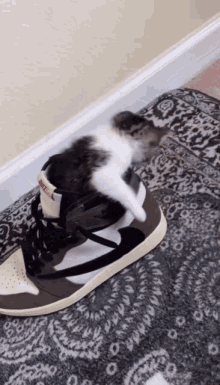 Cat Jordan GIF - Cat Jordan Shoe GIFs