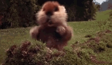 Gopher Excited GIF - Gopher Excited Dancing GIFs