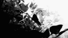 Blackandwhite Butterfly GIF - Blackandwhite Butterfly GIFs