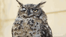 blinking mickey mouse funhouse looking at nothing fixed eyes horned owl