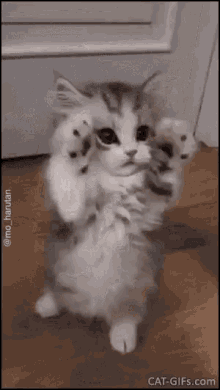 Cute Kitten Love Gifs Tenor