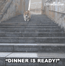 Dinner Is Ready On My Way GIF - Dinner Is Ready On My Way Running GIFs
