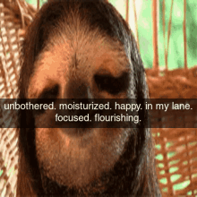 Animals With Captions Sloth GIF - Animals With Captions Sloth Snapchat Sloth GIFs