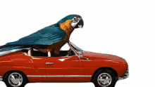 parrot bird driving ride car