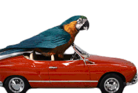 Parrot Bird Sticker - Parrot Bird Driving Stickers