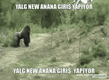 gorilla yalg