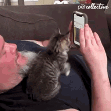 Scroll The Pet Collective GIF - Scroll The Pet Collective Playing Phone GIFs
