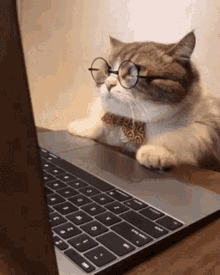 Angry Cat GIF - Angry Cat Working GIFs