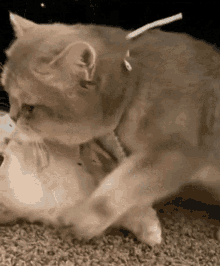 Cat Cat Love GIF - Cat Cat Love Cat Kiss GIFs