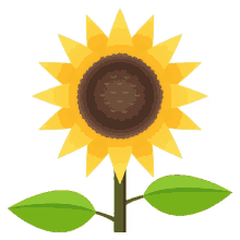 time sunflower