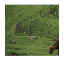 Atrapa A La Vaca Incremax GIF - Atrapa A La Vaca Incremax GIFs