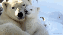 Baby Polar Bear GIF - Polar Bears Hug Hugging GIFs