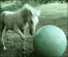 Horse Fun GIF - Horse Fun Ball GIFs