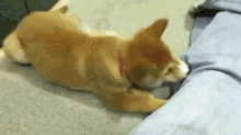I Shall Save You From These Pants, Human! GIF - Shiba Inu Puppy Play GIFs