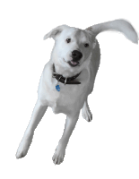 White Dog Sticker - White Dog Cute Stickers