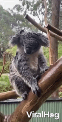 koala drenched