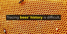 Tracing Bees History Is Difficult National Honey Bee Day GIF - Tracing Bees History Is Difficult National Honey Bee Day Did You Know Humans Have Relied On Bees For9000years GIFs